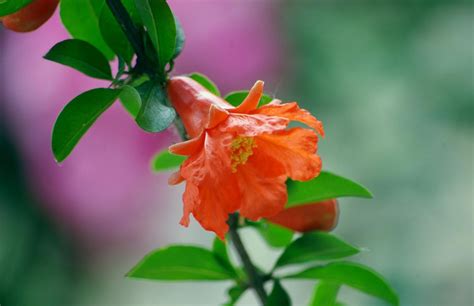 石榴花風水|石榴花的风水作用，你知道多少